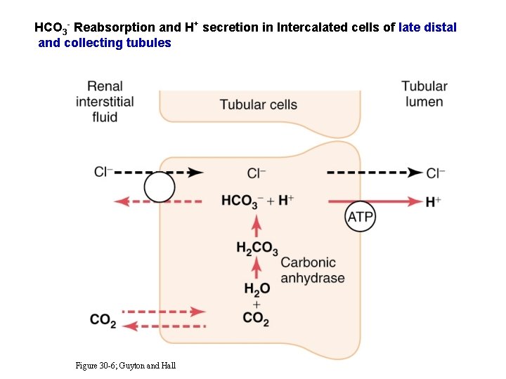 HCO 3 - Reabsorption and H+ secretion in Intercalated cells of late distal and