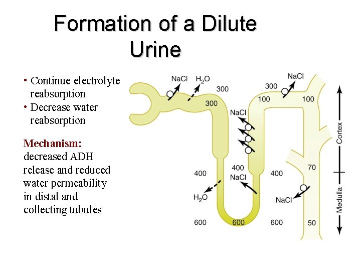 Formation of a Dilute Urine • Continue electrolyte reabsorption • Decrease water reabsorption Mechanism: