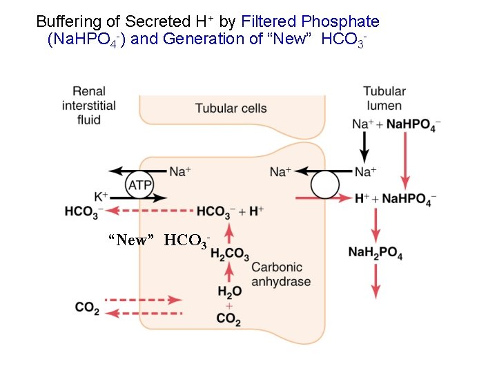 Buffering of Secreted H+ by Filtered Phosphate (Na. HPO 4 -) and Generation of