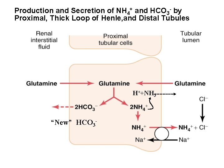 Production and Secretion of NH 4+ and HCO 3 - by Proximal, Thick Loop