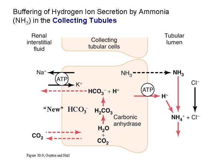 Buffering of Hydrogen Ion Secretion by Ammonia (NH 3) in the Collecting Tubules “New”