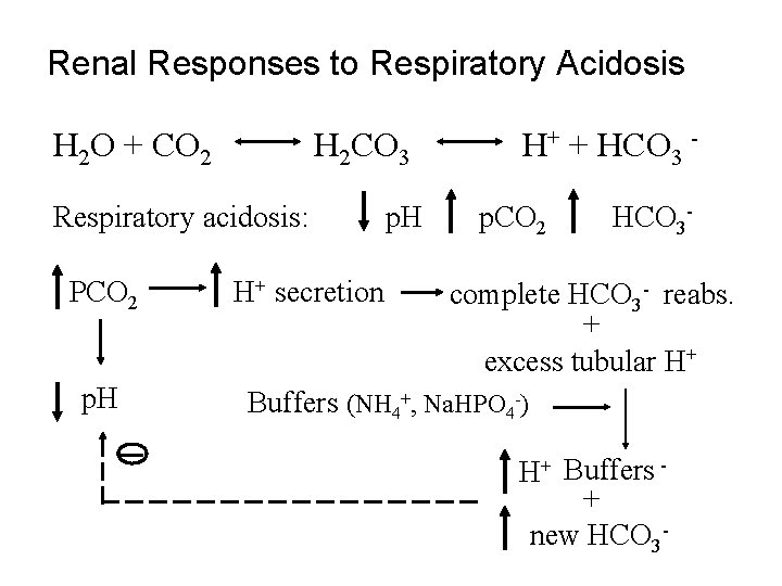 Renal Responses to Respiratory Acidosis H 2 O + CO 2 H 2 CO