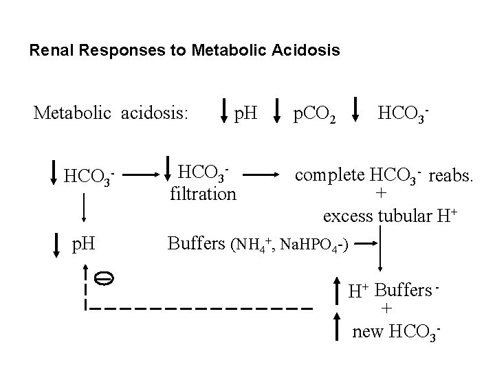Renal Responses to Metabolic Acidosis Metabolic acidosis: HCO 3 p. H HCO 3 filtration