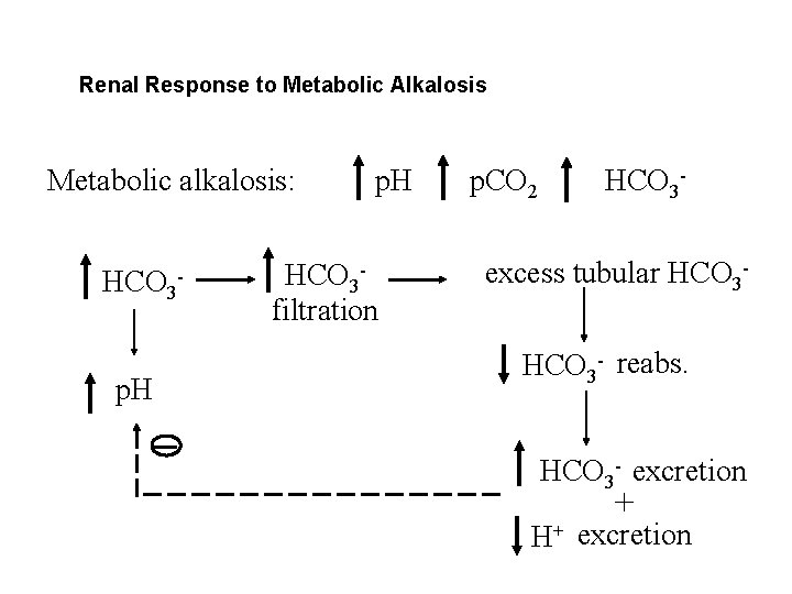 Renal Response to Metabolic Alkalosis Metabolic alkalosis: HCO 3 p. H HCO 3 filtration