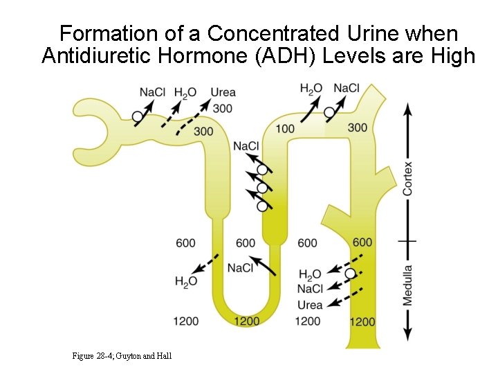 Formation of a Concentrated Urine when Antidiuretic Hormone (ADH) Levels are High Figure 28