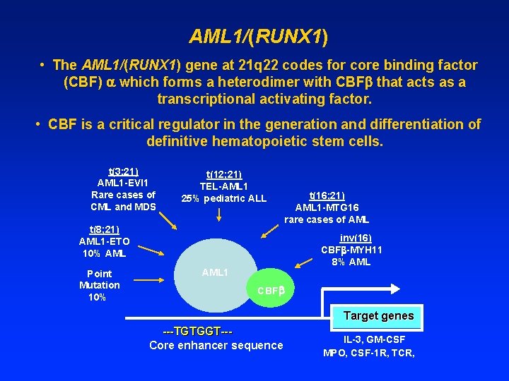 AML 1/(RUNX 1) • The AML 1/(RUNX 1) gene at 21 q 22 codes