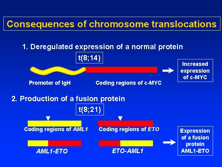 Consequences of chromosome translocations 1. Deregulated expression of a normal protein t(8; 14) Promoter
