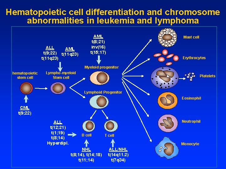Hematopoietic cell differentiation and chromosome abnormalities in leukemia and lymphoma ALL AML t(9; 22)