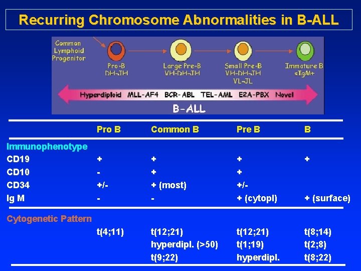 Recurring Chromosome Abnormalities in B-ALL Immunophenotype CD 19 CD 10 CD 34 Ig M