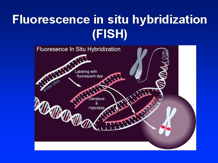 Fluorescence in situ hybridization (FISH) 