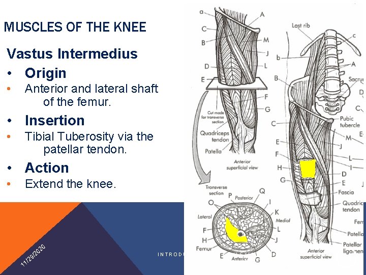 MUSCLES OF THE KNEE Vastus Intermedius • Origin • Anterior and lateral shaft of