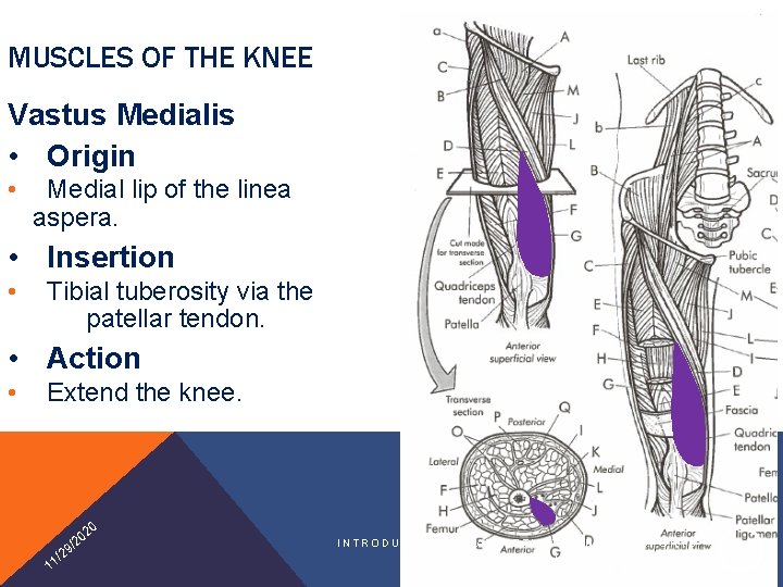 MUSCLES OF THE KNEE Vastus Medialis • Origin • Medial lip of the linea