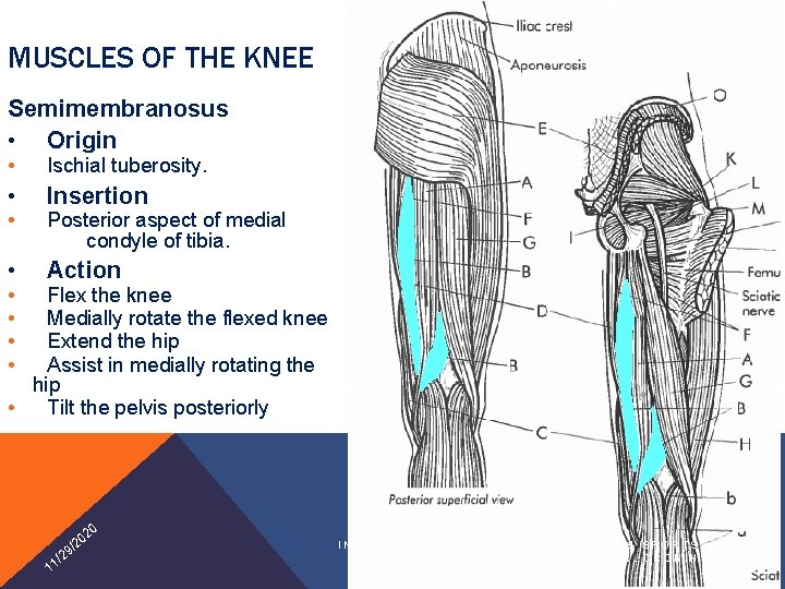 MUSCLES OF THE KNEE Semimembranosus • Origin • Ischial tuberosity. • Insertion • Action
