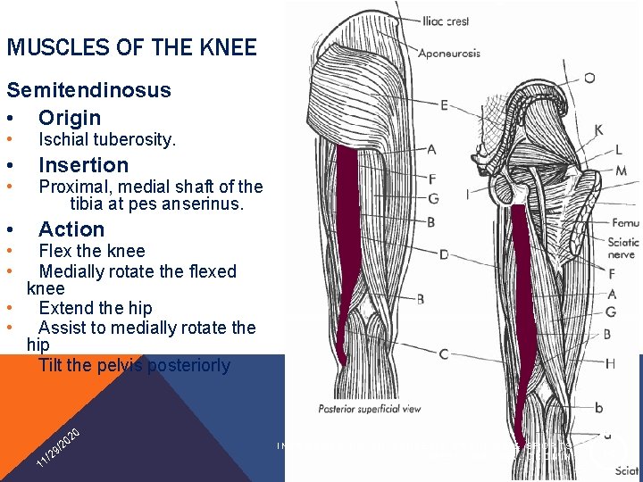 MUSCLES OF THE KNEE Semitendinosus • Origin • Ischial tuberosity. • Insertion • Action