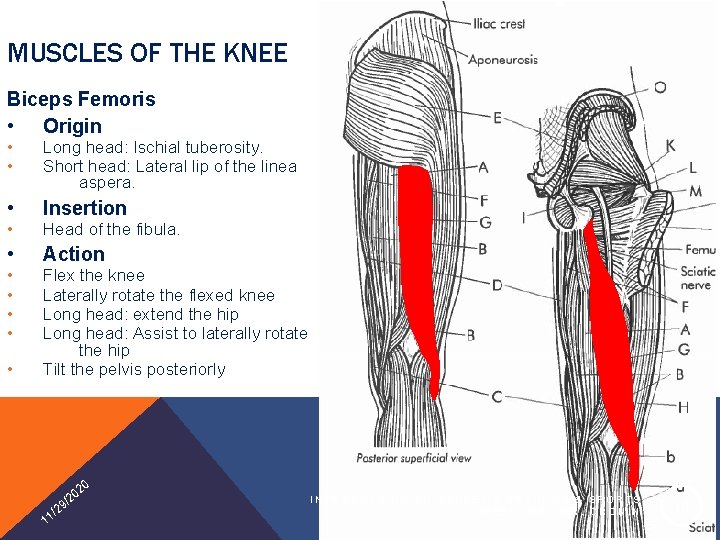 MUSCLES OF THE KNEE Biceps Femoris • Origin • • Long head: Ischial tuberosity.