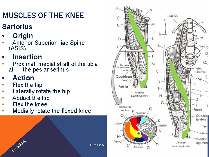 MUSCLES OF THE KNEE Sartorius • Origin • • • Anterior Superior Iliac Spine