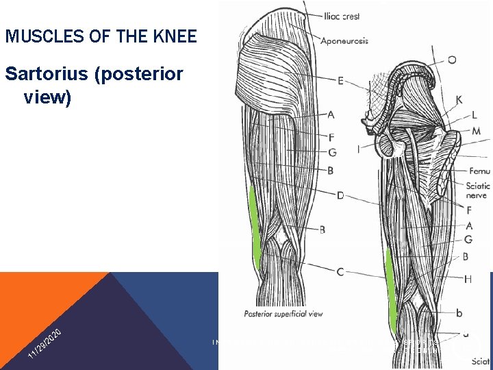 MUSCLES OF THE KNEE Sartorius (posterior view) 20 1 0 /2 9 2 1/