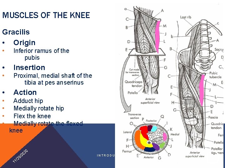 MUSCLES OF THE KNEE Gracilis • Origin • Inferior ramus of the pubis •