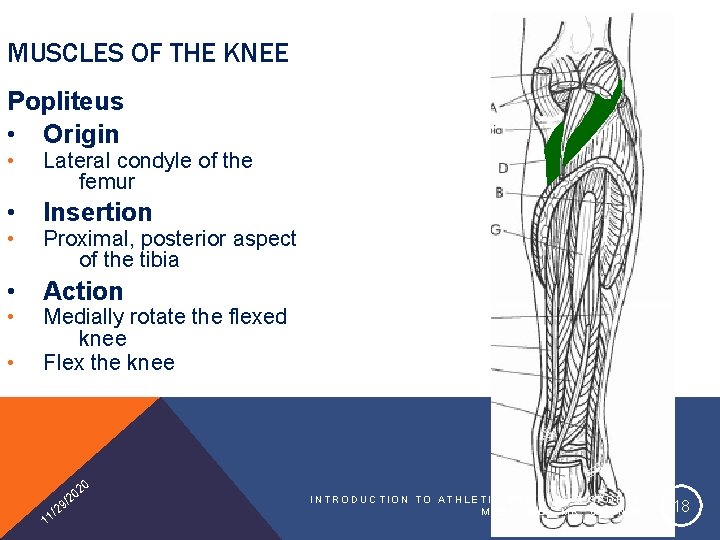 MUSCLES OF THE KNEE Popliteus • Origin • Lateral condyle of the femur •
