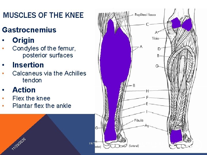 MUSCLES OF THE KNEE Gastrocnemius • Origin • Condyles of the femur, posterior surfaces