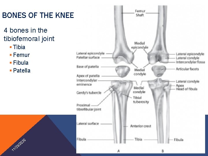 BONES OF THE KNEE 4 bones in the tibiofemoral joint § Tibia § Femur