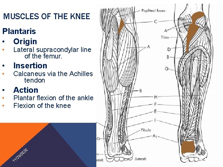 MUSCLES OF THE KNEE Plantaris • Origin • Lateral supracondylar line of the femur.