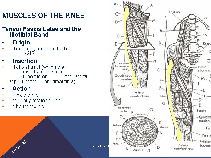 MUSCLES OF THE KNEE Tensor Fascia Latae and the Iliotibial Band • Origin •