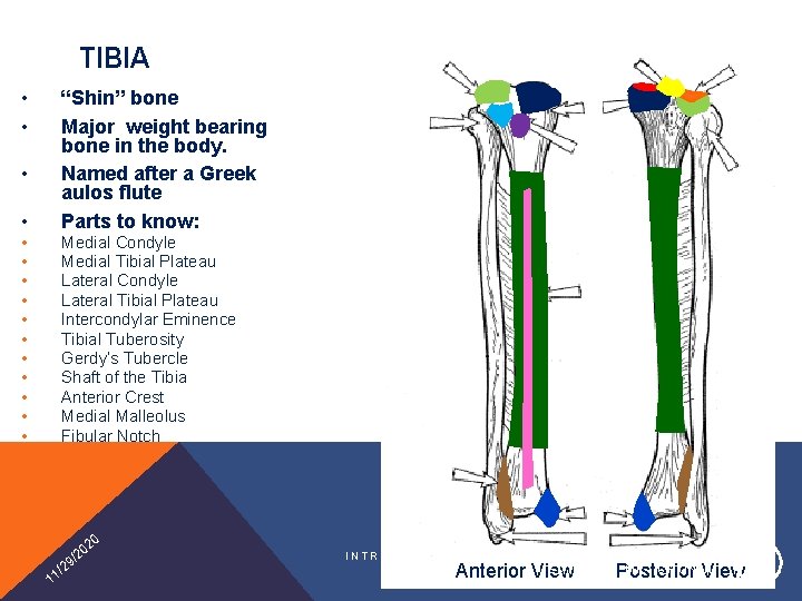 TIBIA • • • “Shin” bone Major weight bearing bone in the body. Named