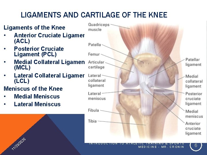 LIGAMENTS AND CARTILAGE OF THE KNEE Ligaments of the Knee • Anterior Cruciate Ligament