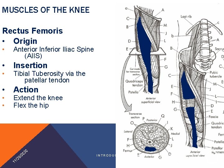 MUSCLES OF THE KNEE Rectus Femoris • Origin • Anterior Inferior Iliac Spine (AIIS)