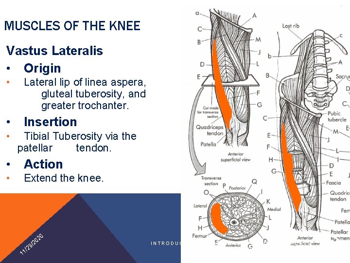 MUSCLES OF THE KNEE Vastus Lateralis • Origin • Lateral lip of linea aspera,