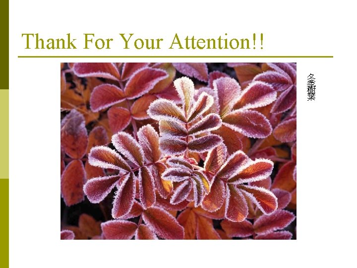 Thank For Your Attention!! 冬 季 樹 葉 Thank For Your Attention!! 冬 季 樹 葉