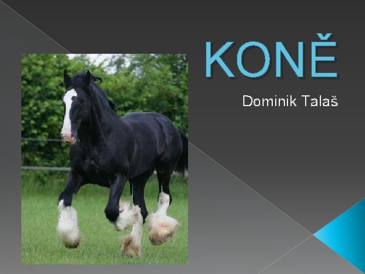 KONĚ Dominik Talaš 