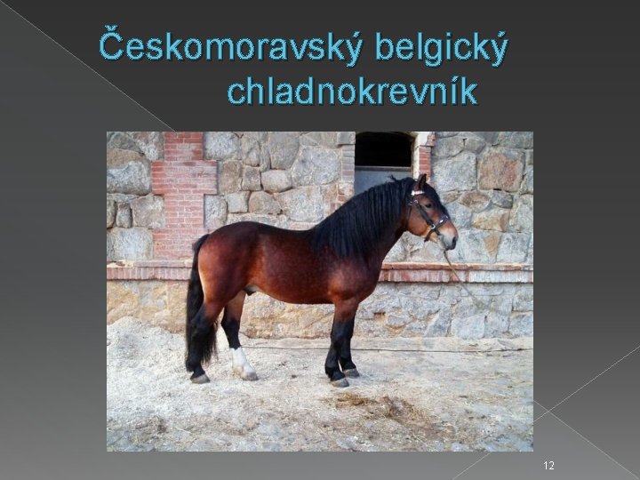 Českomoravský belgický chladnokrevník 12 