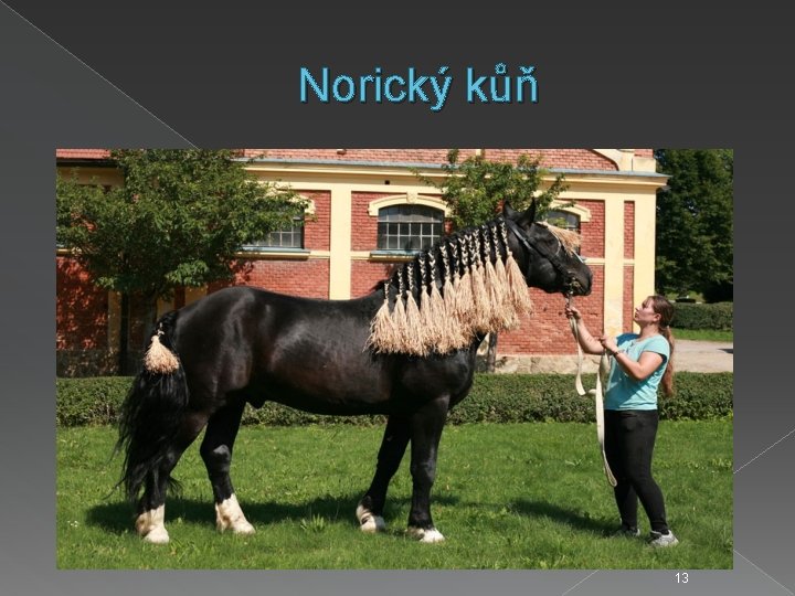 Norický kůň 13 