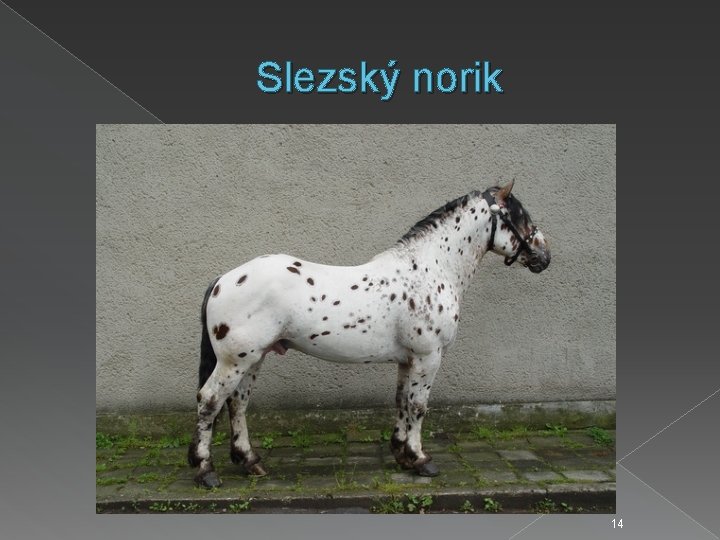 Slezský norik 14 