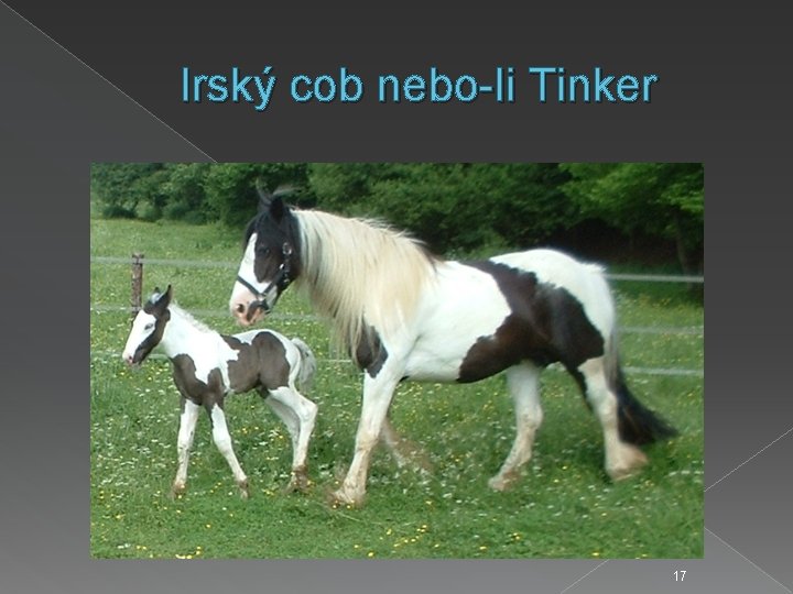 Irský cob nebo-li Tinker 17 