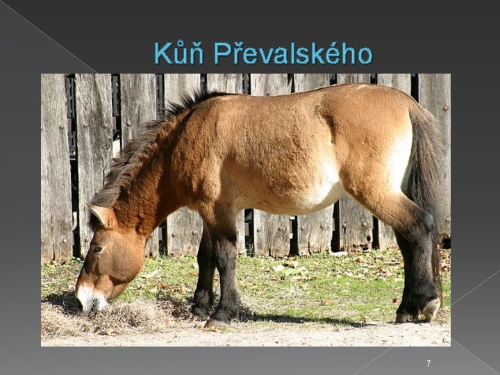 Kůň Převalského 7 