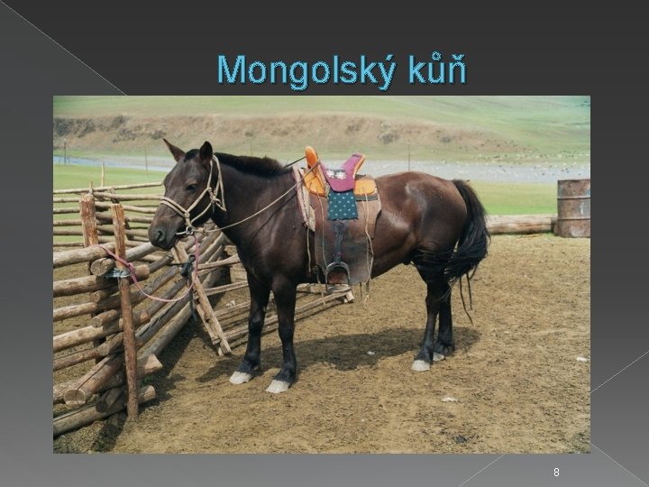 Mongolský kůň 8 