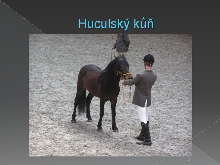 Huculský kůň 9 