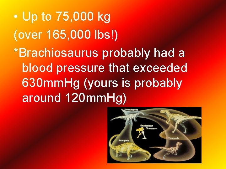  • Up to 75, 000 kg (over 165, 000 lbs!) *Brachiosaurus probably had