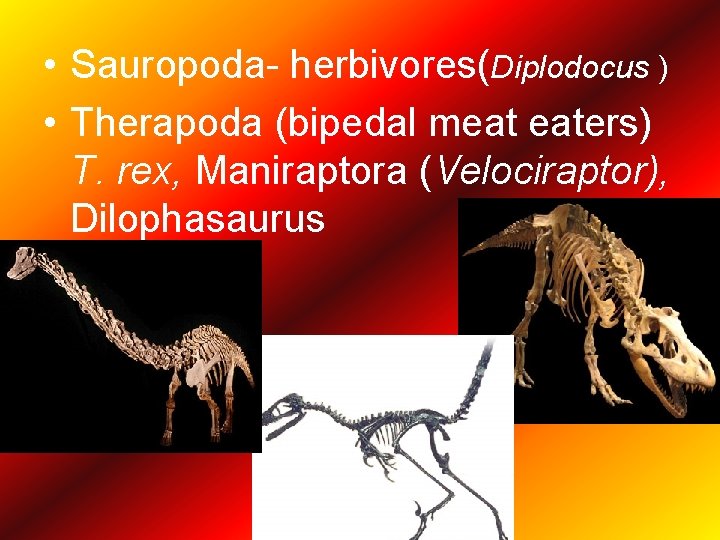  • Sauropoda- herbivores(Diplodocus ) • Therapoda (bipedal meat eaters) T. rex, Maniraptora (Velociraptor),