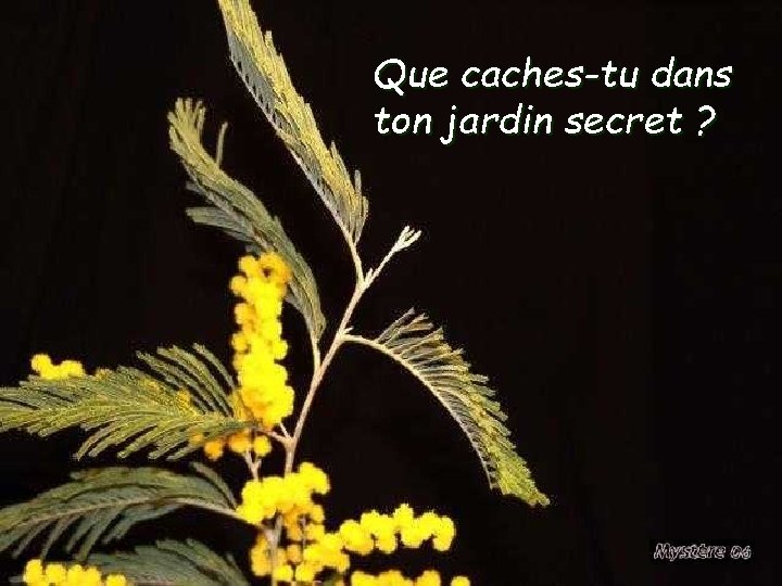 Que caches-tu dans ton jardin secret ? 