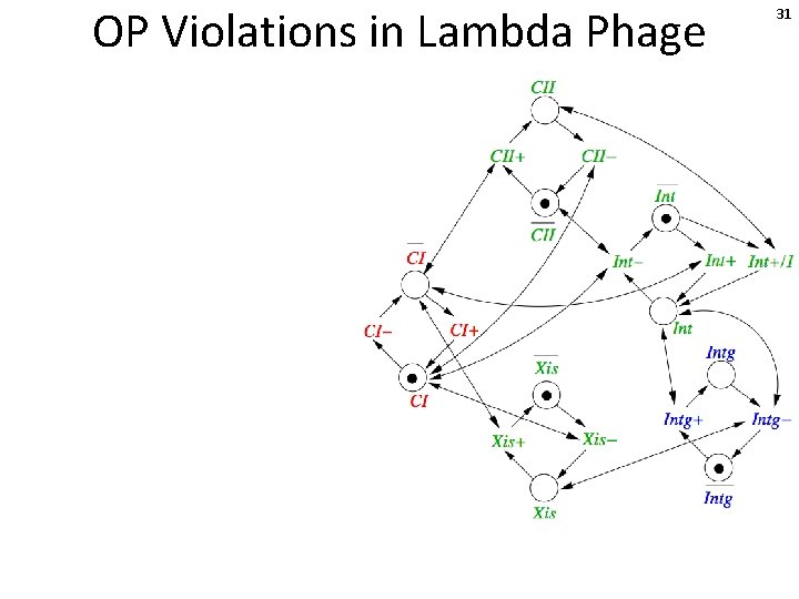 OP Violations in Lambda Phage 31 