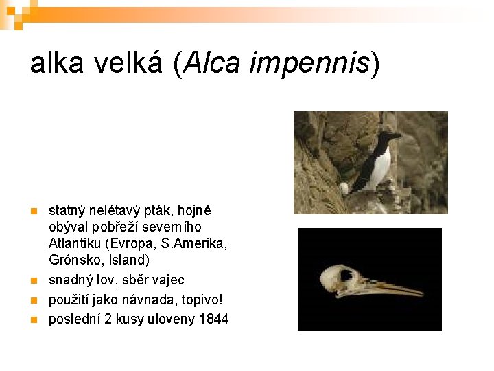 alka velká (Alca impennis) n n statný nelétavý pták, hojně obýval pobřeží severního Atlantiku