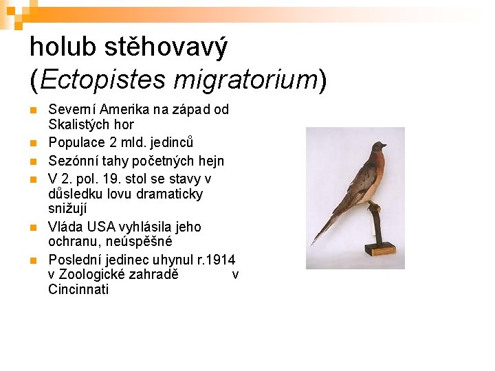 holub stěhovavý (Ectopistes migratorium) n n n Severní Amerika na západ od Skalistých hor