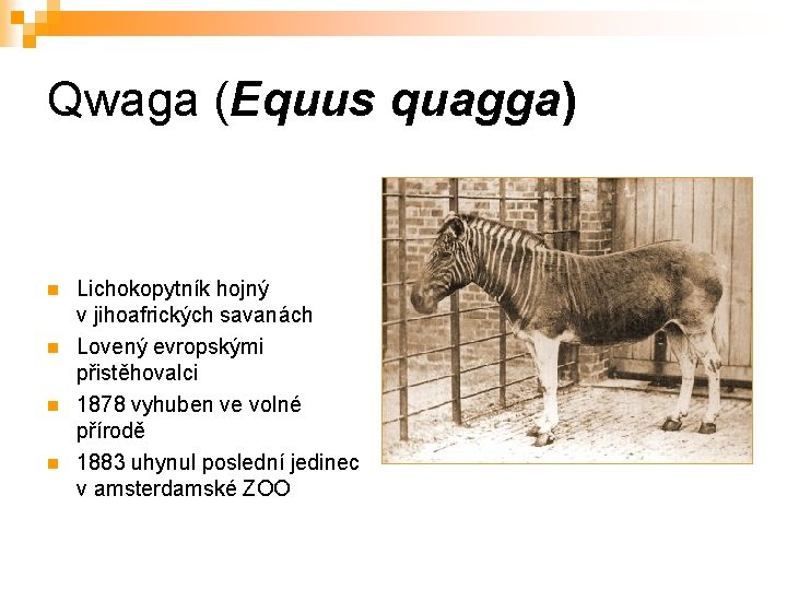 Qwaga (Equus quagga) n n Lichokopytník hojný v jihoafrických savanách Lovený evropskými přistěhovalci 1878