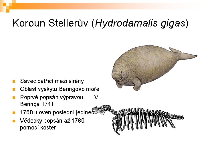 Koroun Stellerův (Hydrodamalis gigas) n n n Savec patřící mezi sirény Oblast výskytu Beringovo