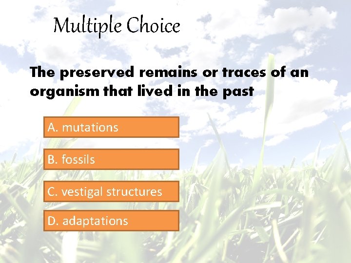 Multiple Choice The preserved remains or traces of an organism that lived in the