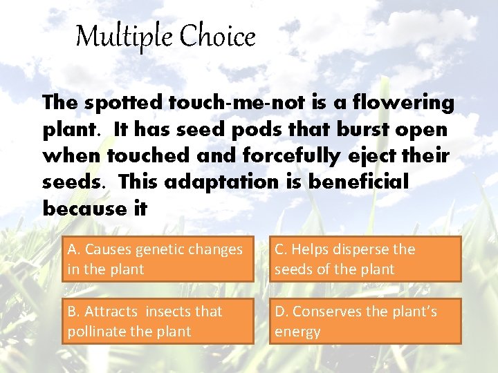 Multiple Choice The spotted touch-me-not is a flowering plant. It has seed pods that